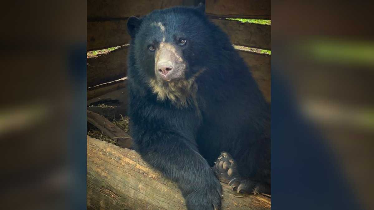 Este es el oso de anteojos llamado Tamá que se escapó de la reserva natural Bioparque Wakatá de la Fundación Parque Jaime Duque, ubicado en el municipio de Tocancipá.
