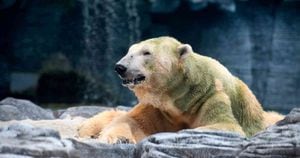 Adiós a Inuka, el único oso polar del trópico murió a sus 27 años en Singapur