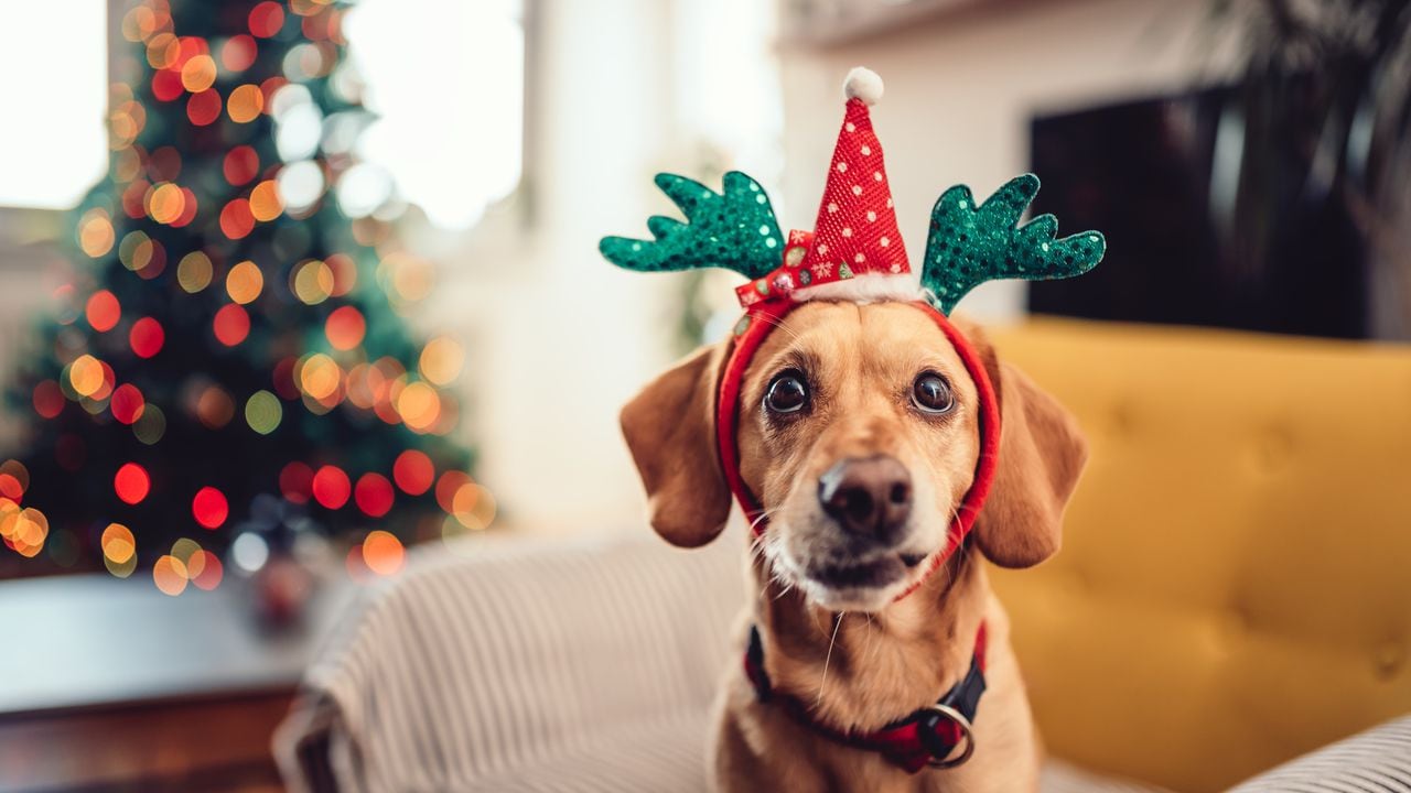Los regalos para sorprender a las mascotas en esta Navidad.
