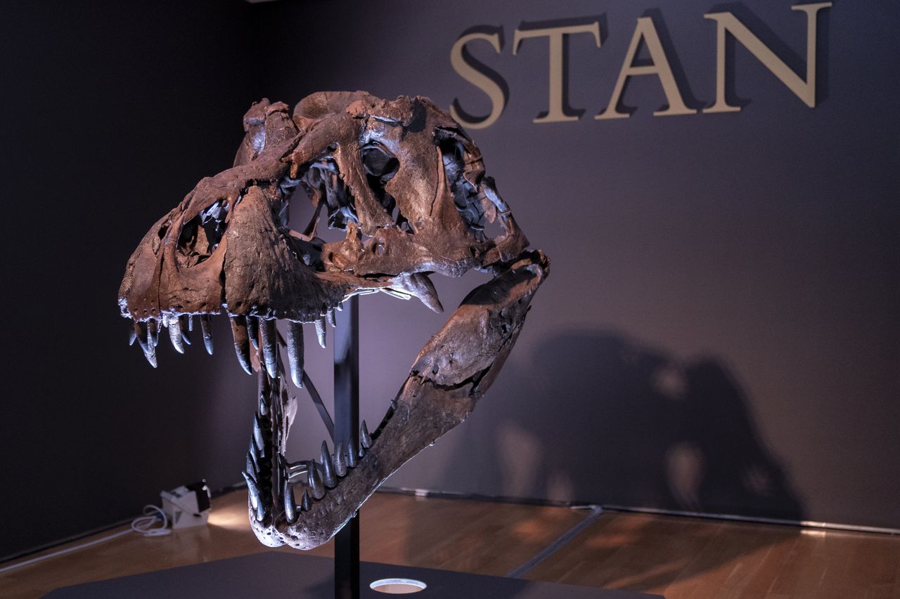 El cráneo de Stan, uno de los fósiles de Tyrannosaurus rex más grandes y completos descubiertos. (Foto AP / Mary Altaffer)