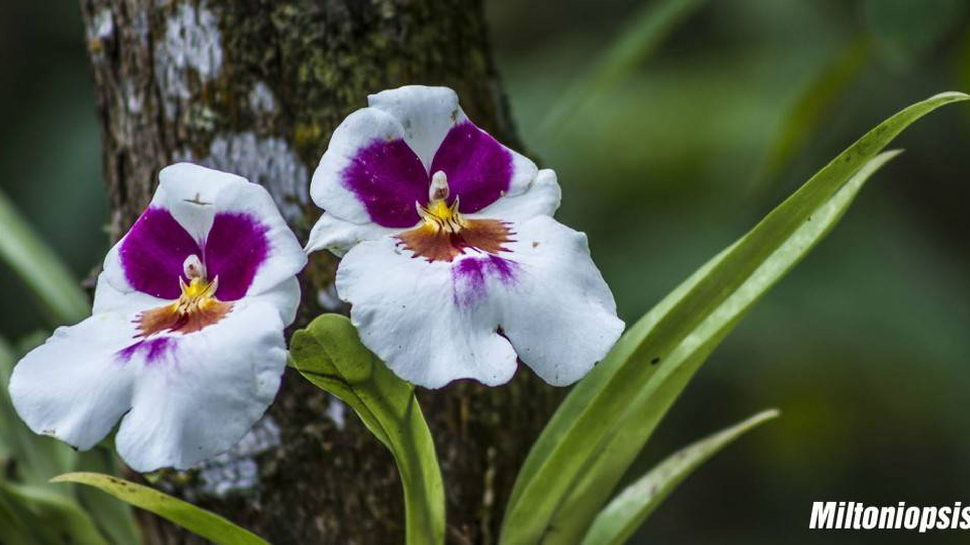 Un viaje al extraordinario mundo de las orquídeas