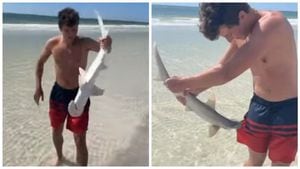 Tiburón Martillo, Florida