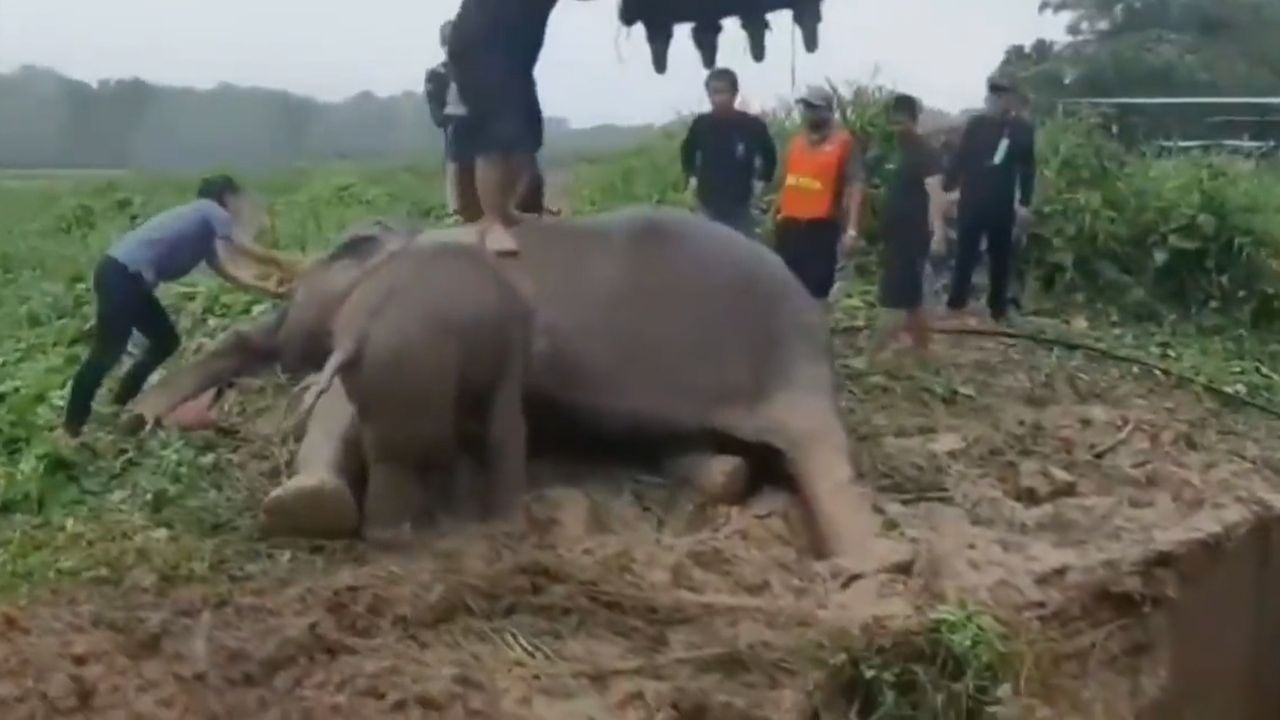 Video | Amor de madre: un elefante sufre infarto al ver que su cría cayó en una zanja en Tailandia