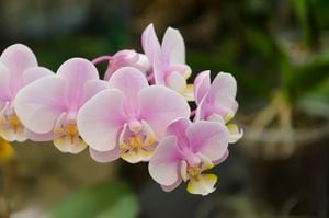 Ejemplar de la flor de orquídea. Imagen de referencia.