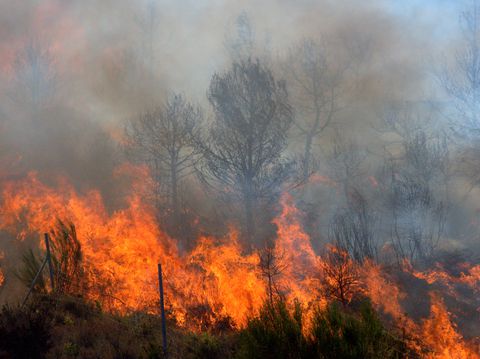 Conozca las razones que hay detrás de los incendios forestales, una situación que mantiene en alerta a las autoridades.
