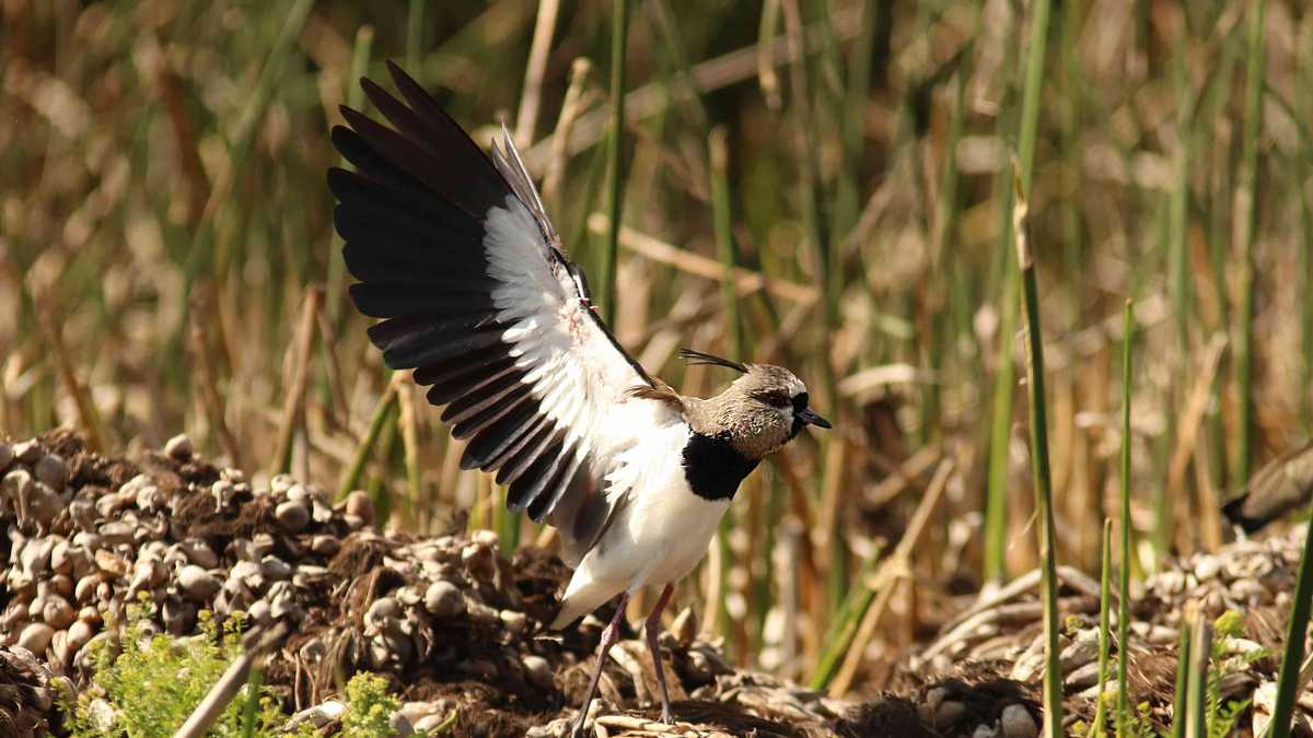Las aves hacen parte del patrimonio natural de los colombianos y por eso urge conocer cómo se encuentran para plantear estrategias de conservación a futuro. Foto:  EAAB - Colombia hoy.