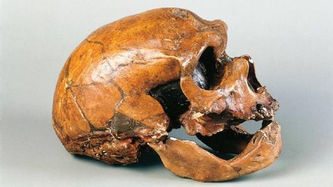El estudio en restos de un Neandertal, resalta que sufrió de brucelosis. Foto Twitter @yoloshaurio.