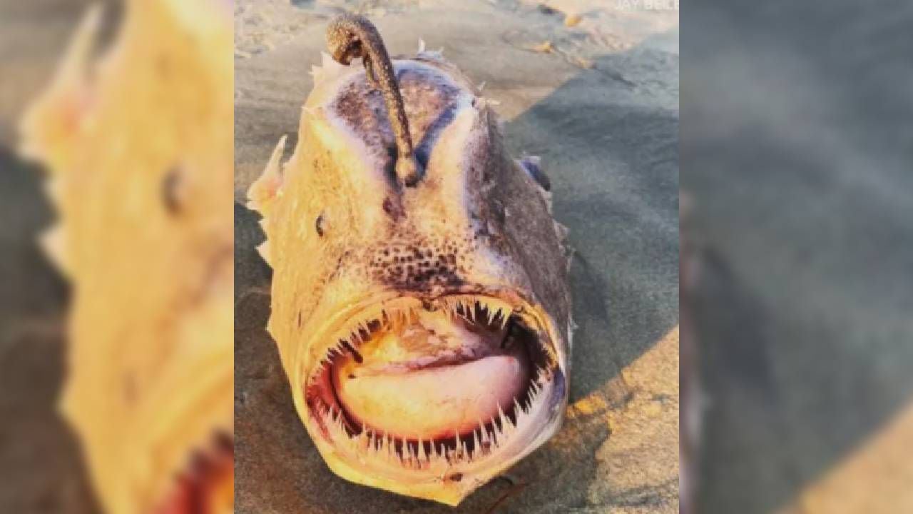 Bañista se topó con un pez abisal en una playa de San Diego.