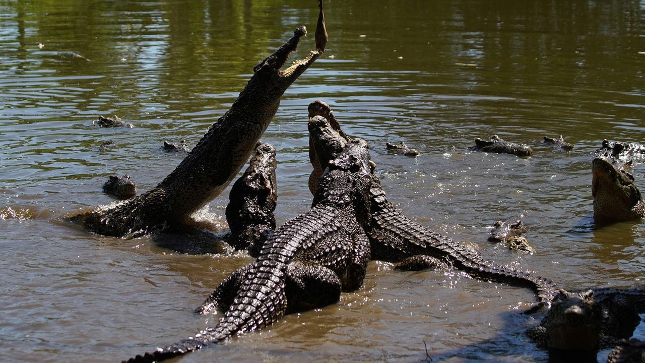 En imágenes : Científicos cubanos se apresuran a salvar a uno de los cocodrilos más raros del mundo