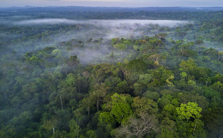 Panorámica de la selva del Amazonas, en Colombia