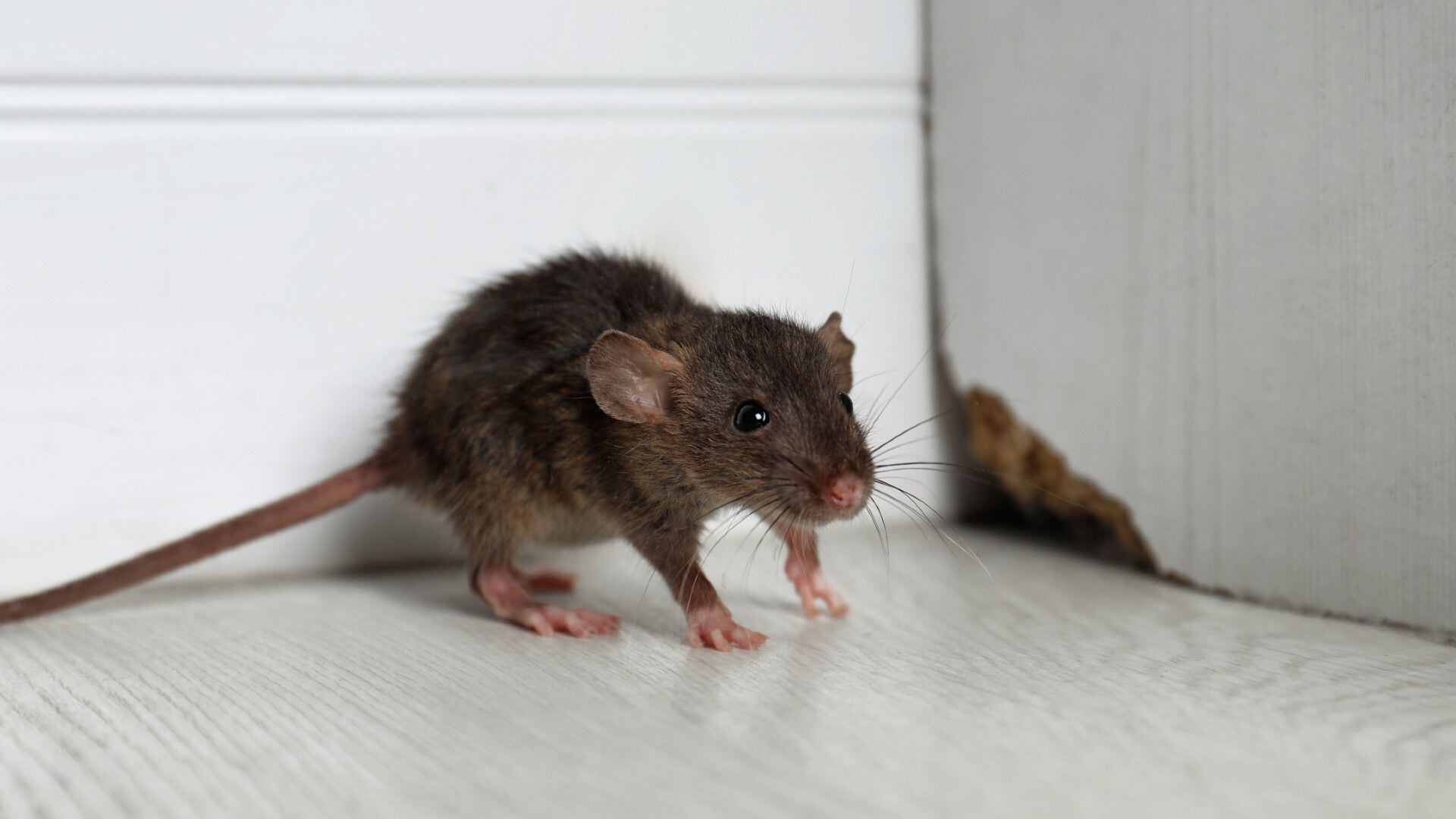 La planta que hace ahuyentar las ratas y los ratones naturalmente