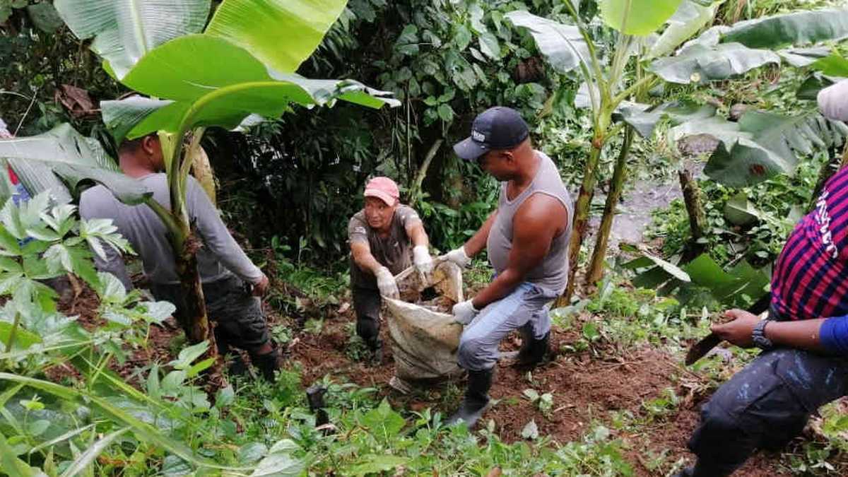 Durante la jornada, las personas en proceso de reincorporación también sembraron guayacanes y ceibas (especies nativas), y están a la espera de la entrega de 300 árboles por parte de la Secretaría