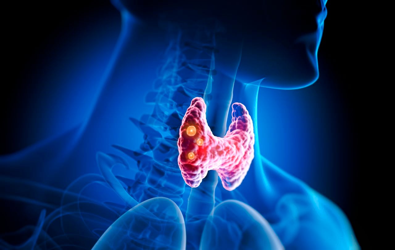 La glándula de la tiroides produce hormonas que controlan muchas funciones del organismo.