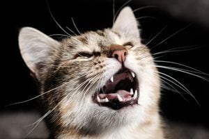 ¿Qué motiva a los gatos a maullar en exceso? Descubra las razones más comunes detrás de este comportamiento vocal.