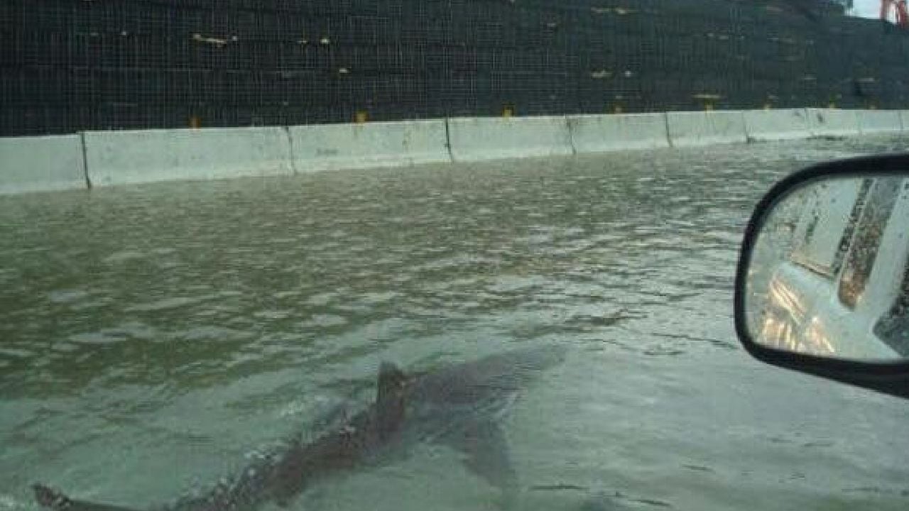 Huracán Ian arrastró a tiburón hasta calles de Florida