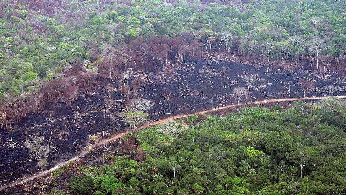 Uno de los departamentos más deforestados en el país es el Guaviare. Foto: FCDS