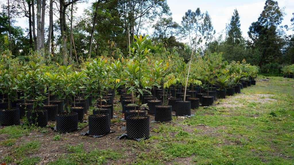 En total serán 7.000 árboles los que se sembrarán en el corredor verde de la Séptima