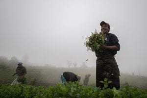 Productores locales cosechando en Usme, Bogotá. Según datos de Greenpeace, la agricultura campesina, familiar y comunitaria juega un papel fundamental en el abastecimiento alimentario de la población global: en Colombia se estima que este tipo de producción provee un 70 % de
los alimentos que se destinan a los mercados locales y genera un 57 % del empleo rural.