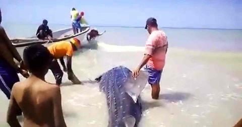 Rescate de tiburón ballena en Manaure, La Guajira.