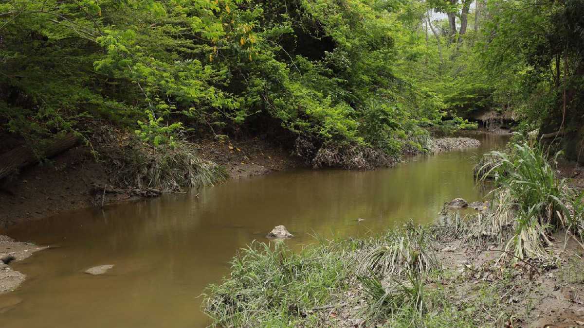 El Cerrejón informó que " el nuevo cauce del arroyo Bruno es un ecosistema estabilizado". Foto: cortesía Cerrejón.