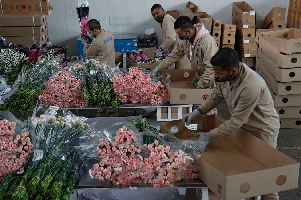 Cultivos de flores de San Valentín