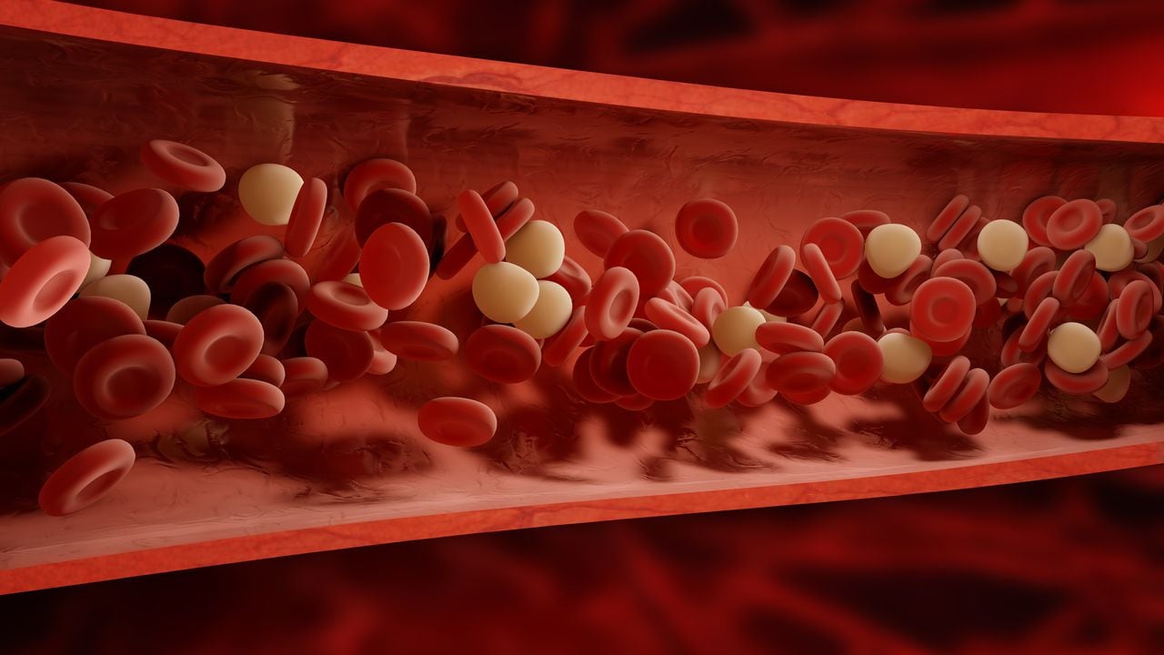 La sangre se encarga de llevar oxígeno a todas las partes del cuerpo.
