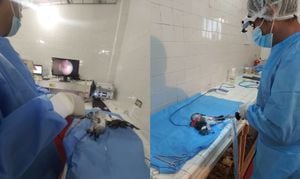 El procedimiento de vasectomía para palomas requiere de equipos de laparoscopia mínima invasiva y dura menos de 15 minutos.