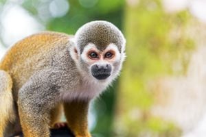 Primer plano de un mono ardilla en la selva amazónica en Colombia