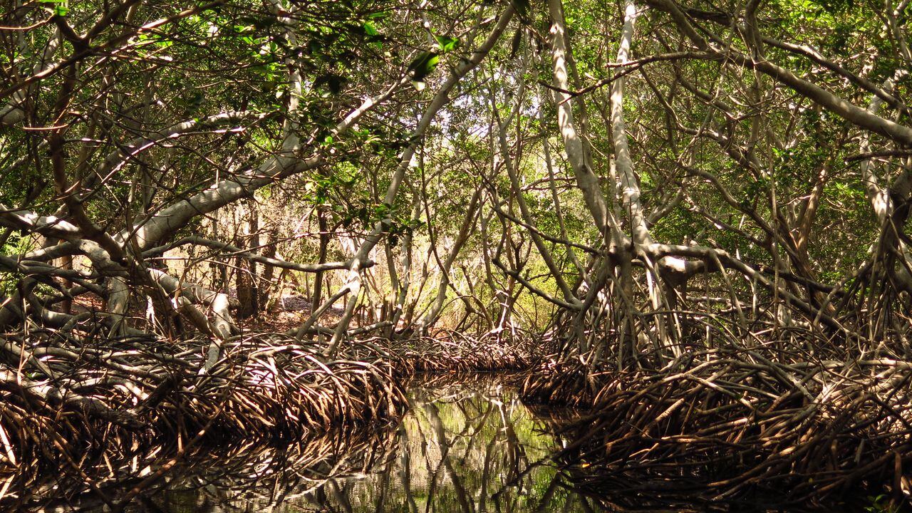El 75 por ciento de la superficie terrestre del planeta ha sido alterada
significativamente por las acciones humanas, incluidas extensas áreas de
manglares y humedales, que son clave para protegernos ante el cambio climático.