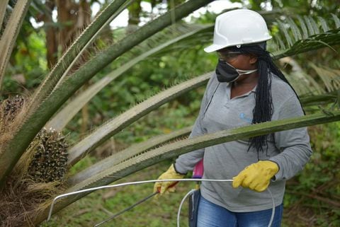 Producción y venta de aceite de palma tuvo un repunte en junio, según Fedepalma