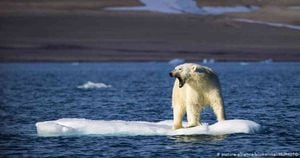 Se estima que en el mundo existen 25.000 osos polares, repartidos en 19 subpoblaciones distintas. Foto: Mc Photo vía DW. 
