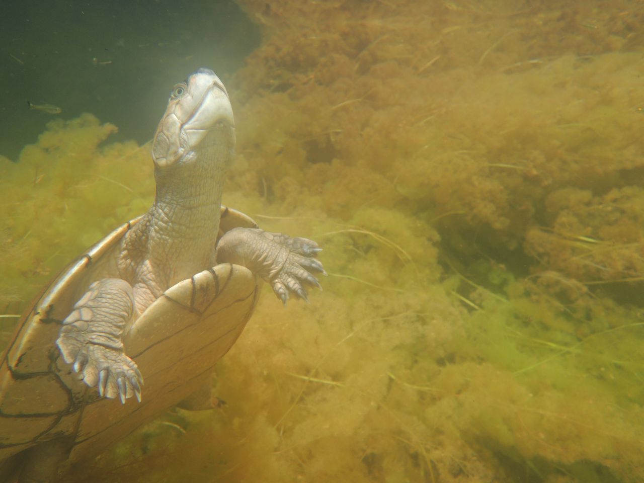Las tortugas sabaneras son importantes para el ambiente acuático.