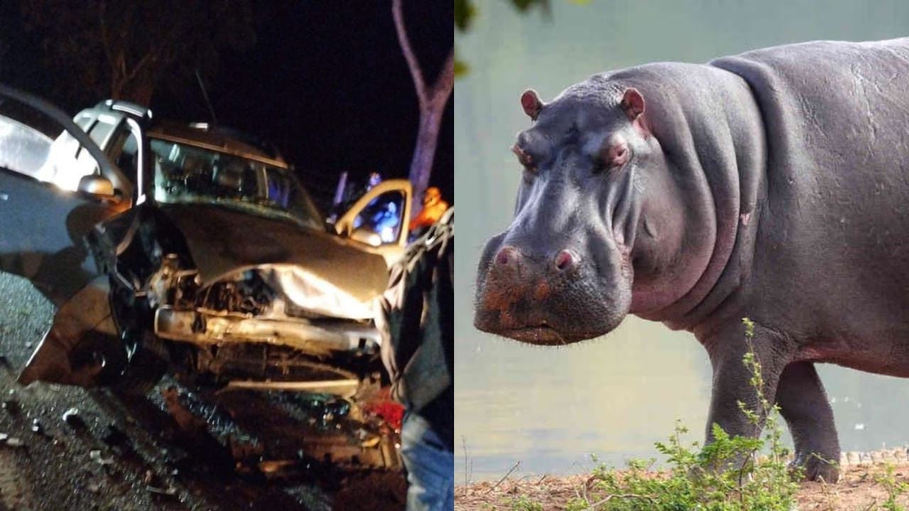 Hipopótamo protagoniza accidente de tránsito en las vías de Antioquia.