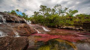 Cao Cristales photographed Monday, August 12, 2019. The river located in the Serrania de la Macarena province of Meta, Colombia and is a tributary of the Guayabero River. The river is commonly called the &quot;River of Five Colors&quot; or the &quot;Liquid Rainbow,&quot; and is noted for its striking colors. 
The color of the river comes from a water plant called Macarenia Clavigera, an endemic aquatic species. The red plant grows and sticks to the rocks. This is what gives the water its' colorful vibrancy. Though it fluctuates subtly year to year, the best time to see the river's many colors is between June and December.


 (Photo by Thomas O'Neill/NurPhoto via Getty Images)