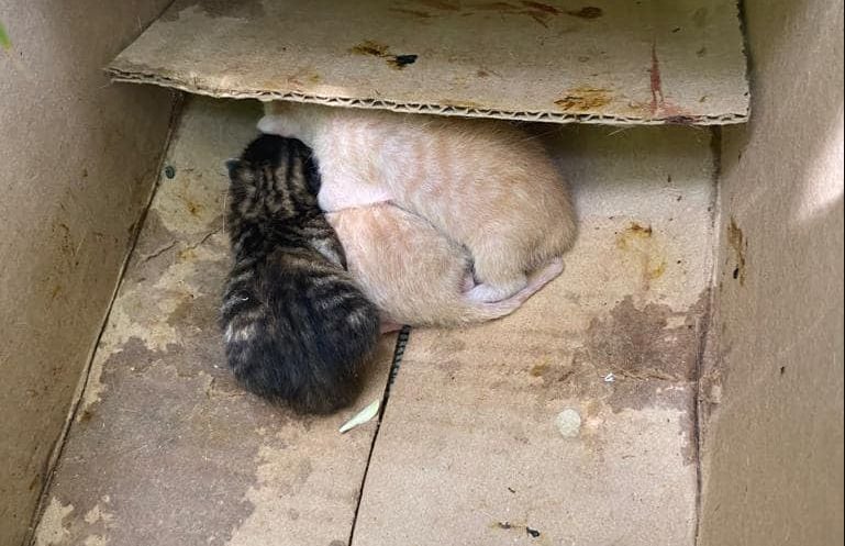 Cuatro gaticos recién nacidos fueron hallados en la caja.