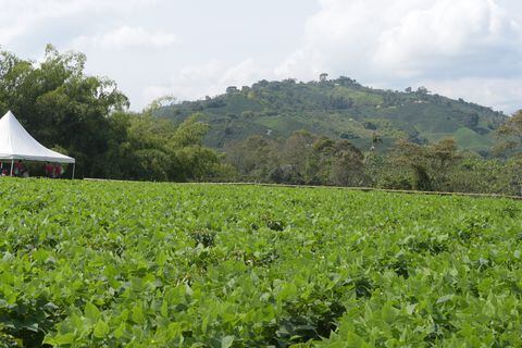 Tres nuevas variedades de frijol llegan para impulsar la seguridad alimentaria de las familias caficultoras en Colombia.