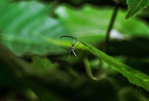 Los mosquitos están activos durante el día, muestran un comportamiento agresivo de morder a humanos y prefieren vivir cerca de personas y animales para picar