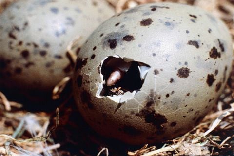 “Una hembra madura de cabeza de serpiente del norte puede llevar hasta 50,000 huevos, aunque algunos no se desarrollarán y otros serán comidos por insectos y peces pequeños después de la fertilización.  (Photo by DeAgostini/Getty Images)