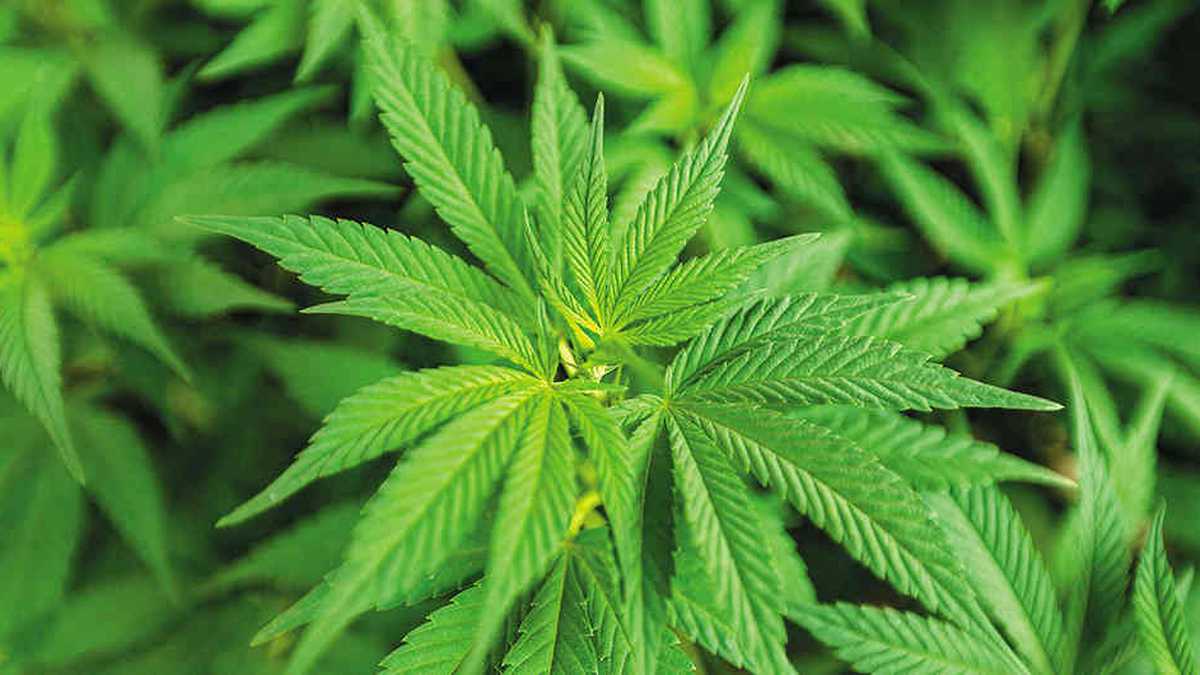La inversión extranjera en la industria de cannabis alcanzó los US$ 292 millones en el 2021.
