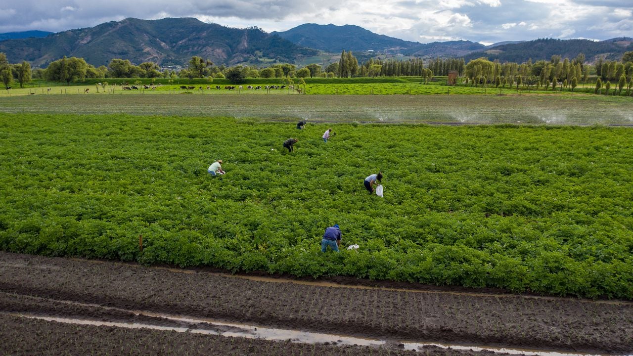 Foto de referencia de campesinos colombianos trabajando la tierra