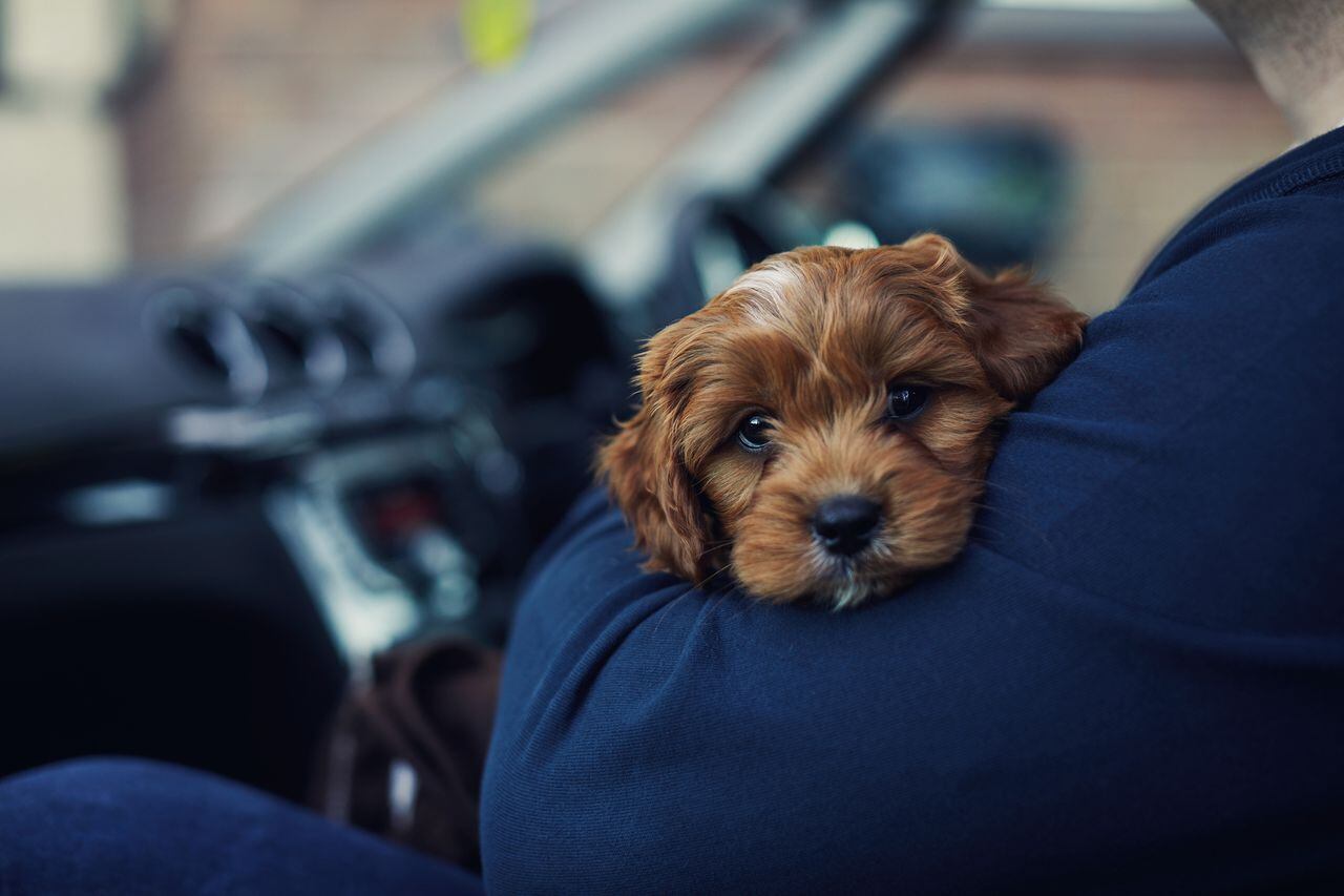 Perro en un auto