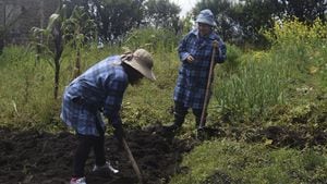 Dos campesinos siembran cebolla en la huerta de la Asociación Argelia Alta, en Ecuador.