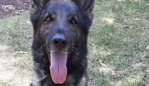 El perrito mexicano perdió la vida en la misión que se lleva en Turquía.