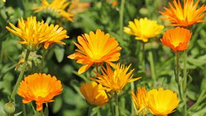 La Caléndula o Calendula officinalis, también es conocida como botón de oro. Foto: Getty Images.