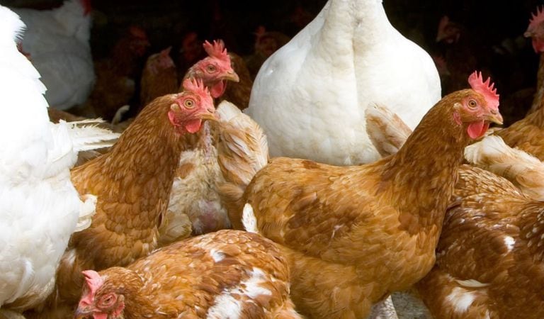 El sector agrícola se mantiene en alerta para evitar que se repita el brote de gripe aviar de 2015