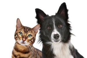 Close up portrait of dog and cat in front of white background