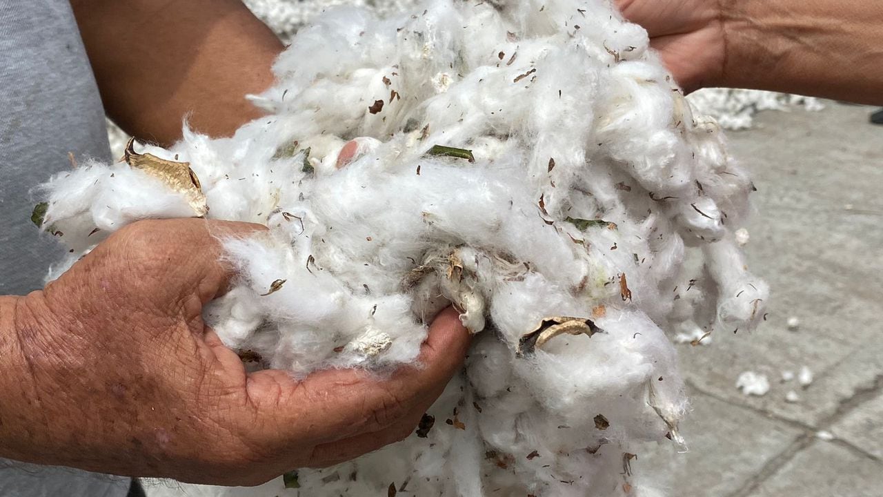 Advertencia de algodoneros en Colombia