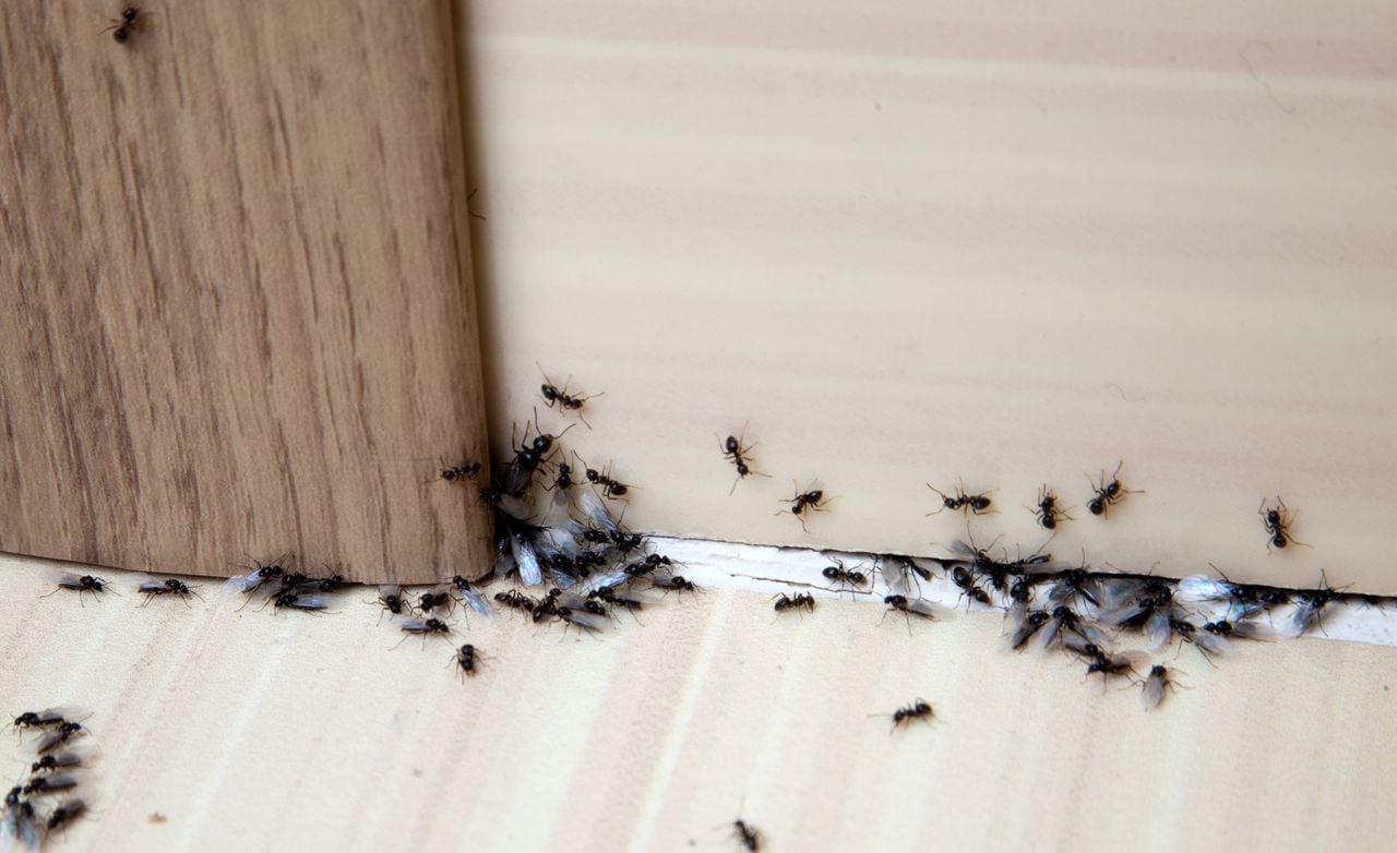 El vinagre se puede utilizar de distintas maneras para combatir a las hormigas en casa.