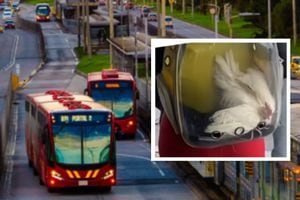 En el sistema de trasporte de Bogotá se suelen presentar singulares situaciones, como la de llevar un pollo. Foto: Getty Images