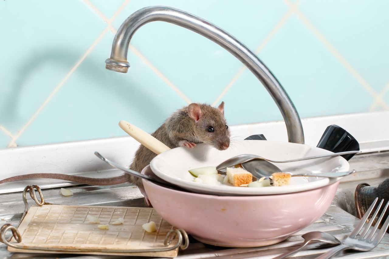Los ratones puede contaminar los alimentos.